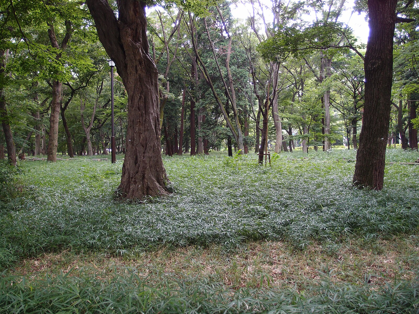 Greenery in Inokashira Park near Mitaka