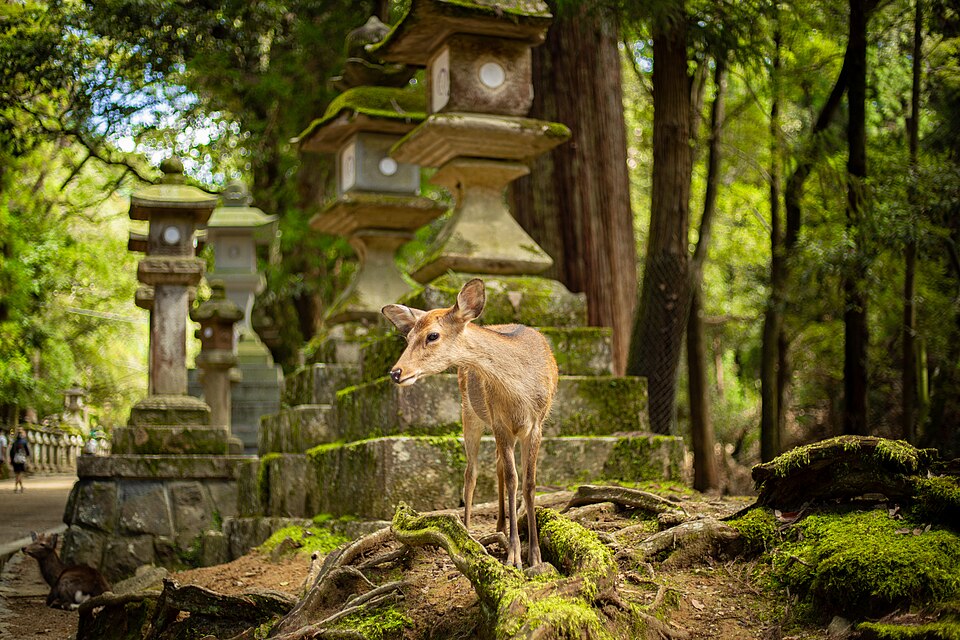 Deer in Nara Park