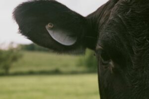 Savoring Excellence: Your Guide to Miyazaki Beef & Farm-to-Table Experiences