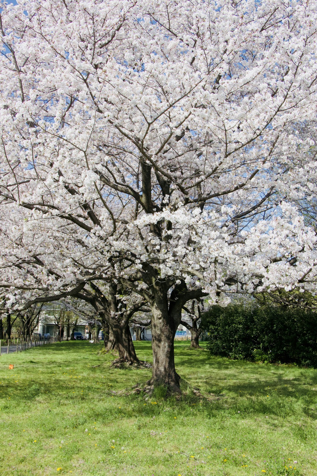 Cherry blossoms representing seasonal Japan travel