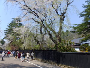 Best Kakunodate Cherry Blossom Spots: Spring Itinerary & Historic Samurai District Stays
