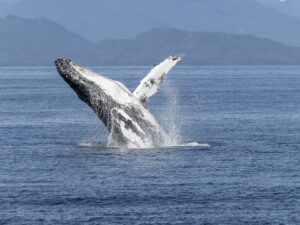 Okinawa’s Winter Charm: Luxury Escapes for Whale Watching & Historic Exploration