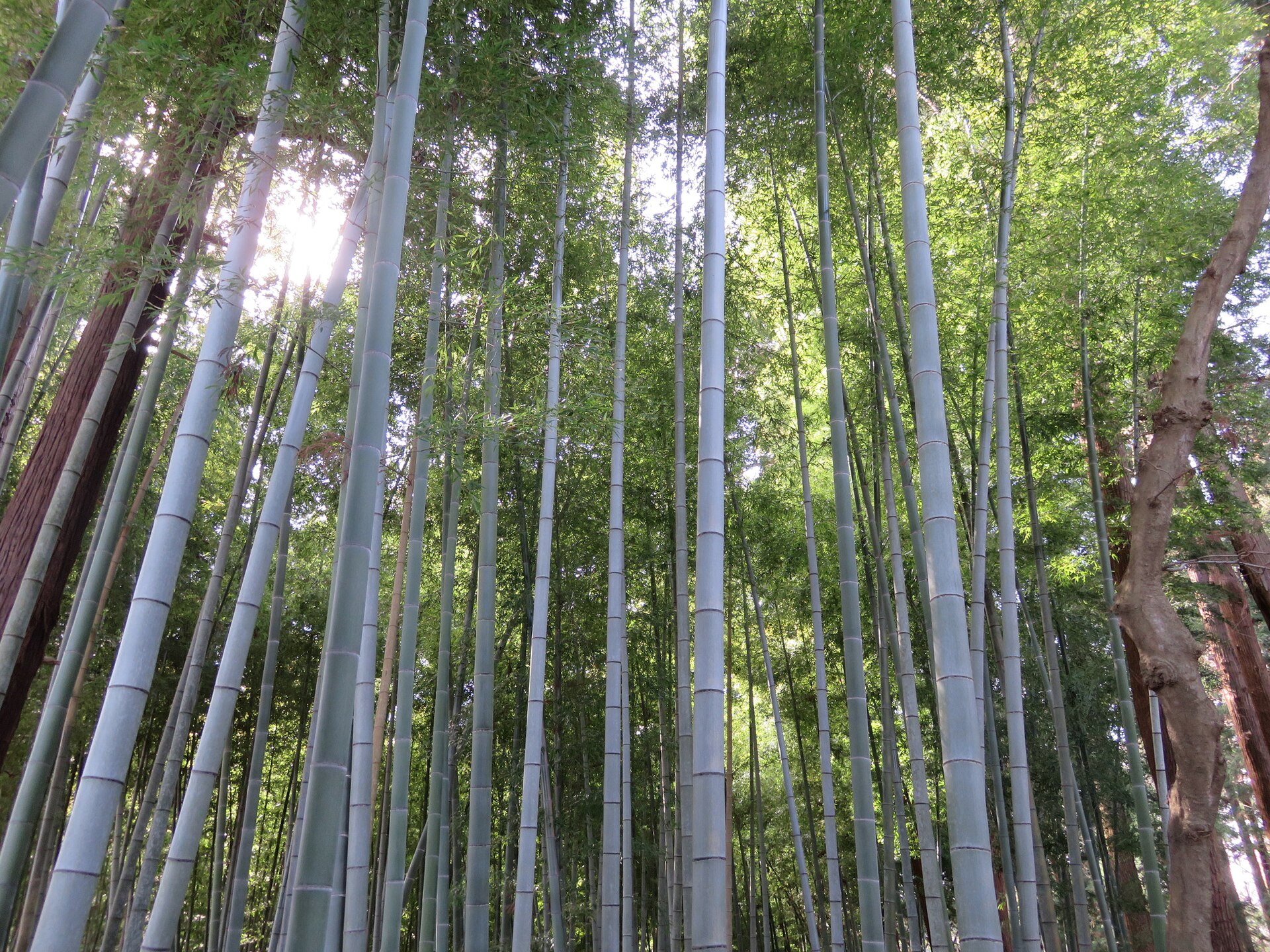 Bamboo path in Kairakuen Garden