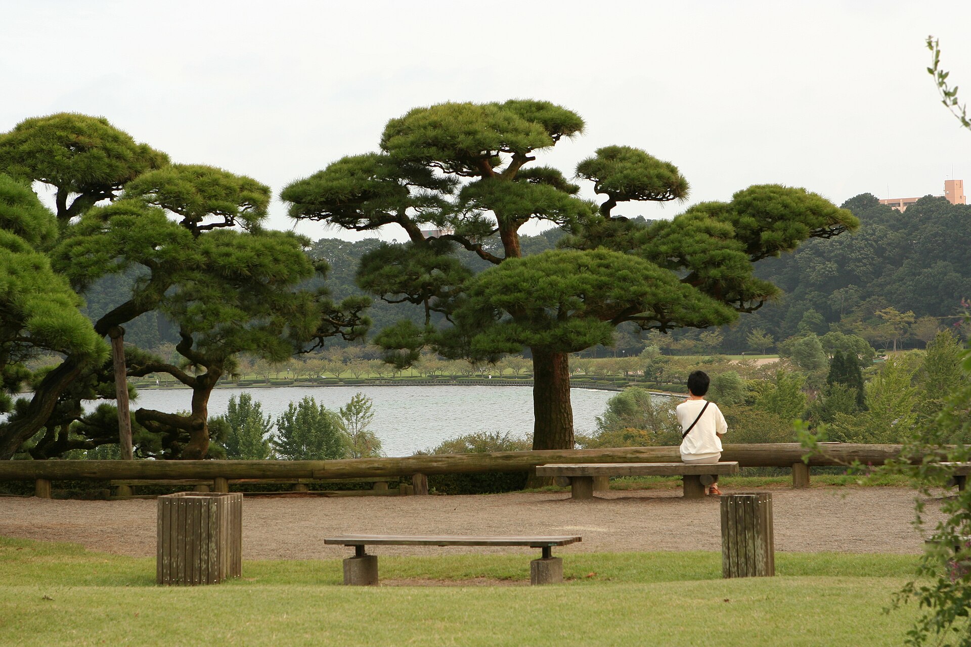 Pine trees and Lake Senba at Kairakuen in Mito