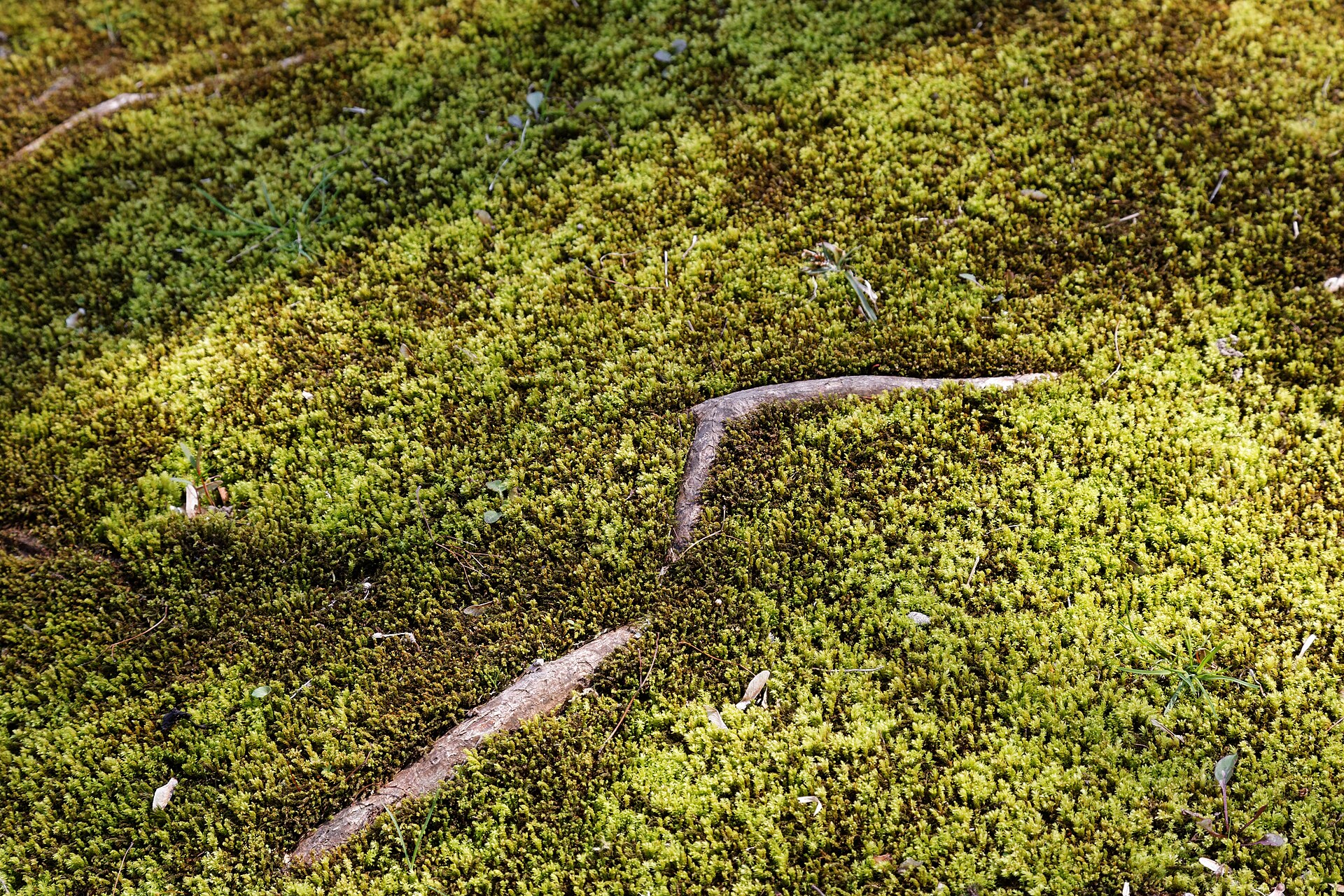 Garden detail at Ritsurin Garden in Takamatsu