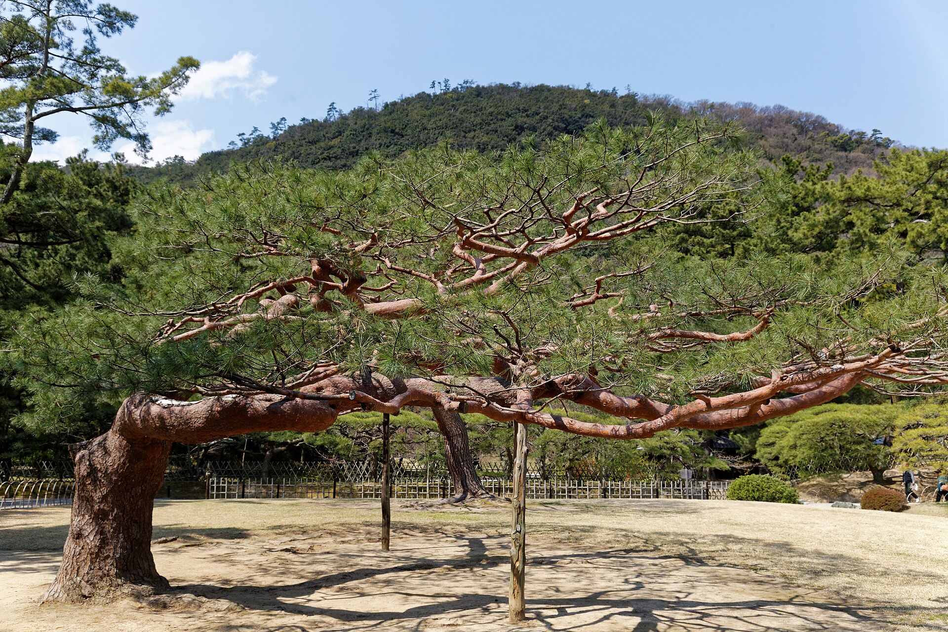 Shaped pine tree at Ritsurin Garden in Takamatsu