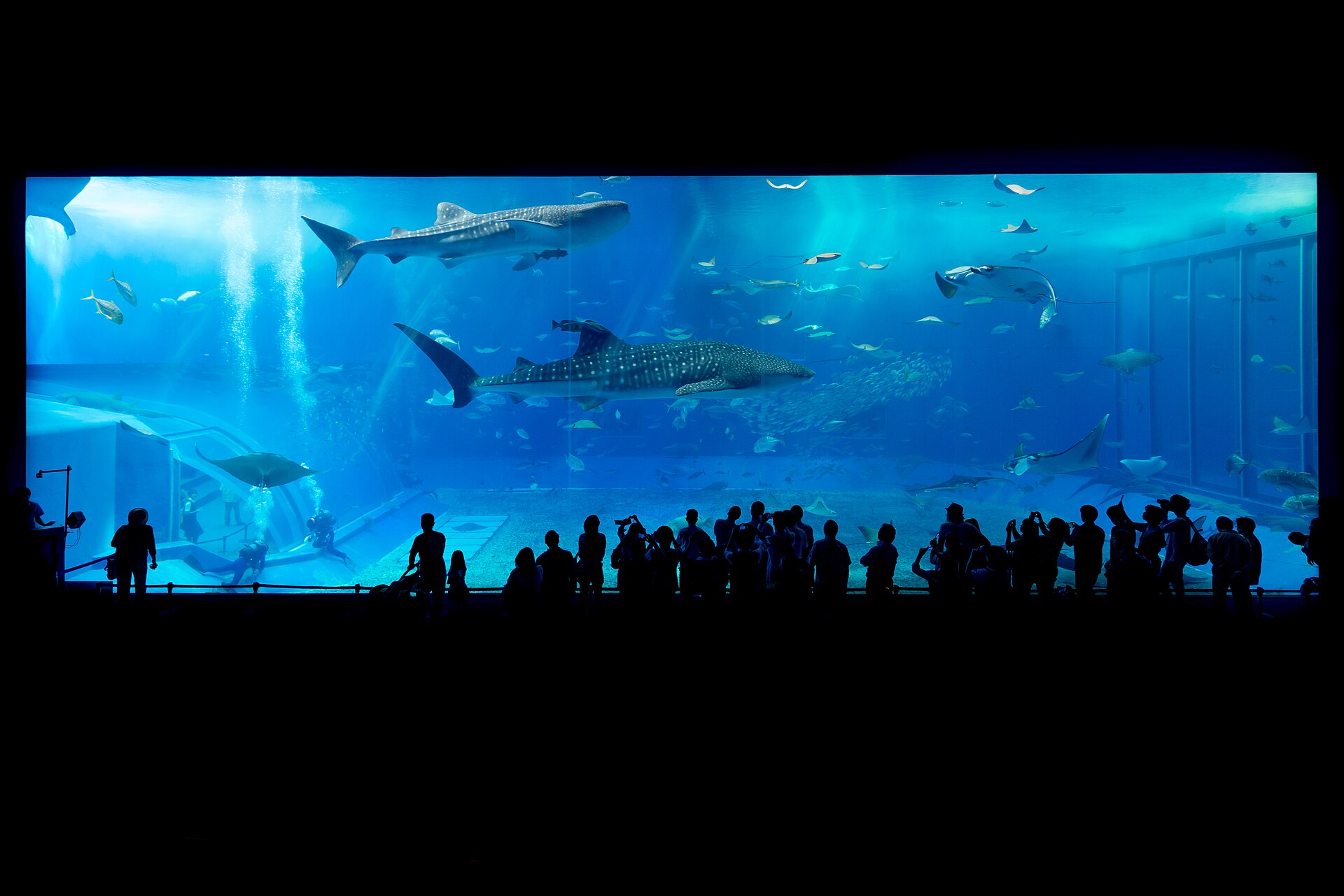 Whale sharks and visitors at the Churaumi Aquarium tank